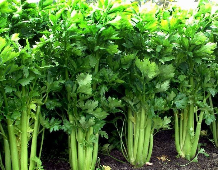 Baja Pokok Bunga, Sayur & Buah