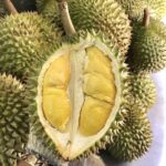 jenis durian