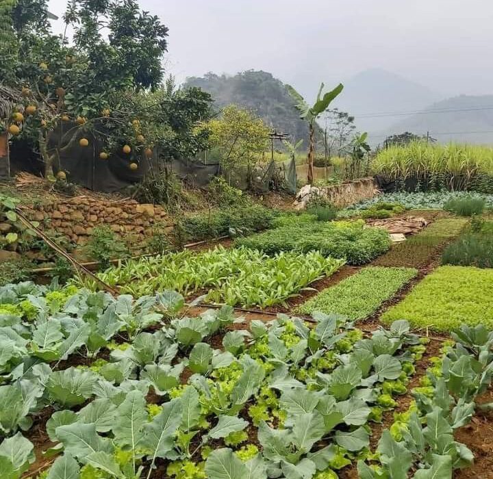 faedah berkebun