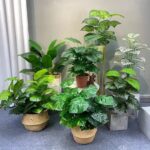 pokok hiasan yang mudah dijaga