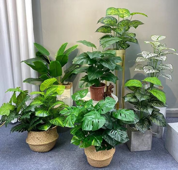 pokok hiasan yang mudah dijaga