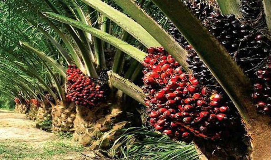 Kelapa Sawit