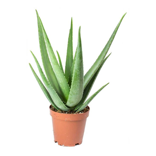 Pokok Hiasan