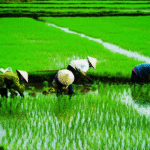 Sawah Padi
