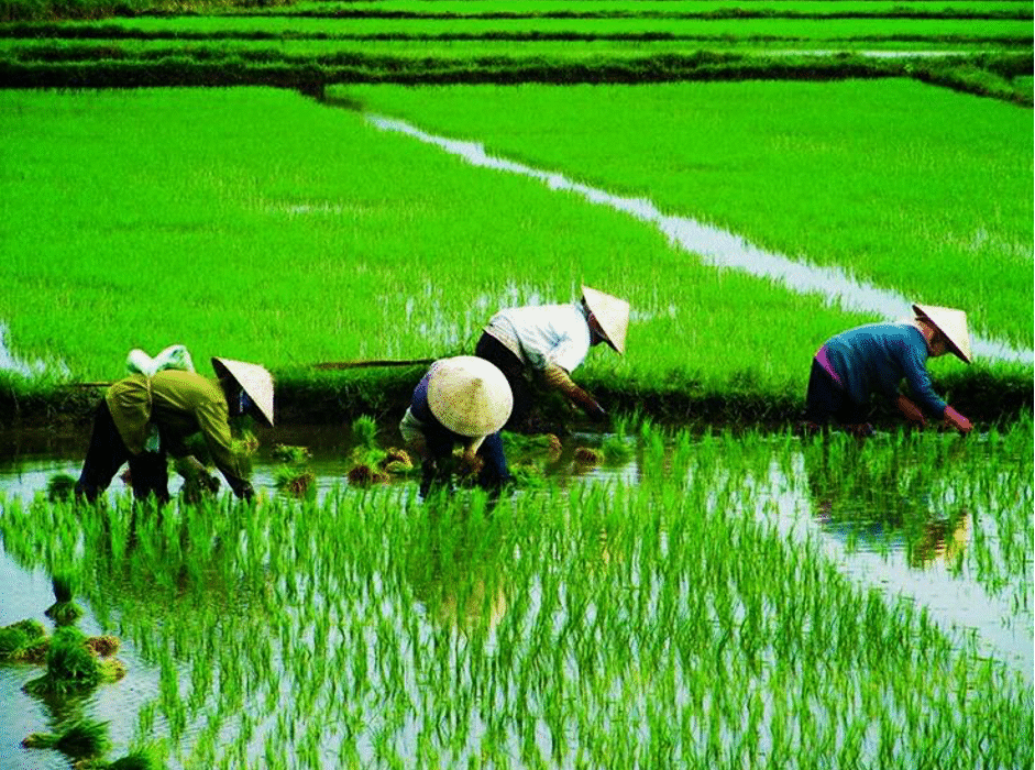 Sawah Padi