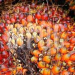 ganoderma