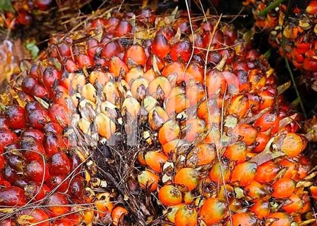ganoderma