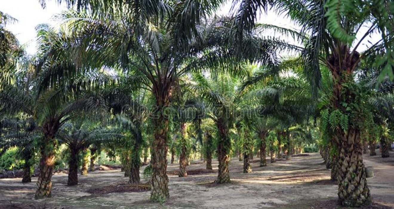 pokok sawit