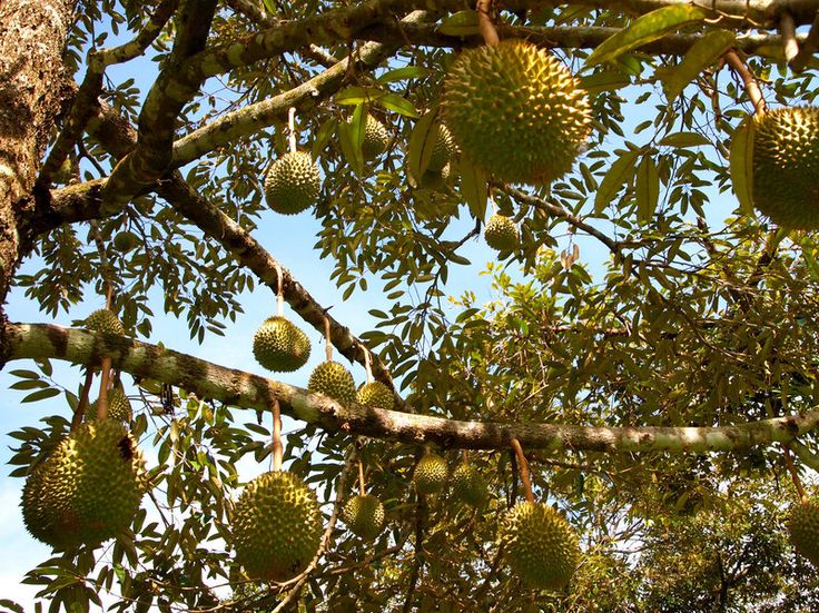 pokok durian