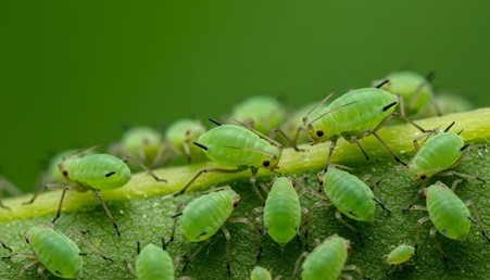 kutu daun