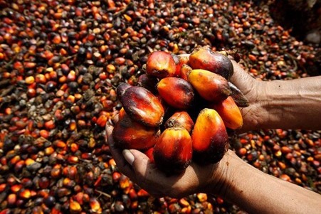 Buah Sawit