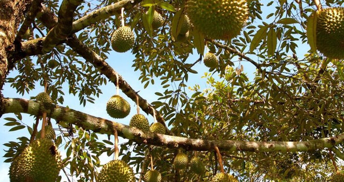 Pokok Durian