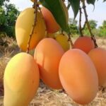 Baja Buah Terbaik