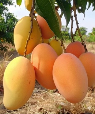 Baja Buah Terbaik