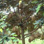 Baja Buah