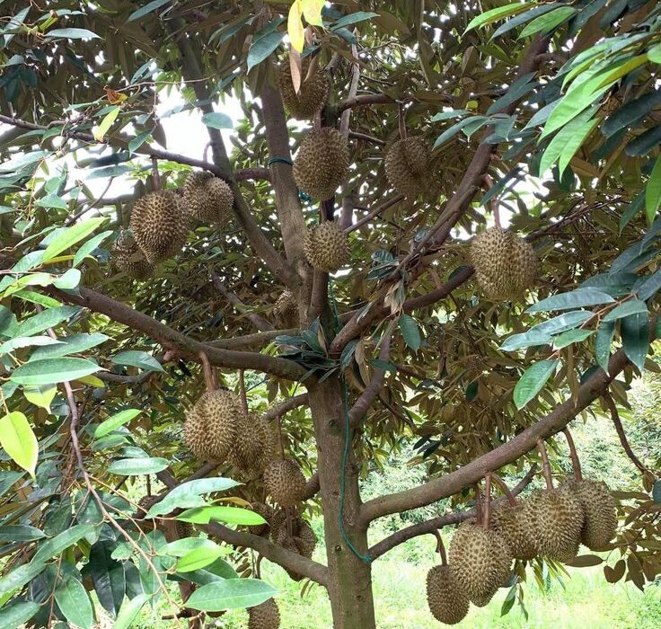 Baja Buah