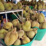 Musim Durian