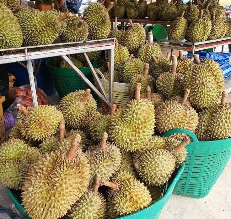 Musim Durian