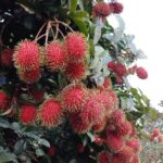 Musim Buah