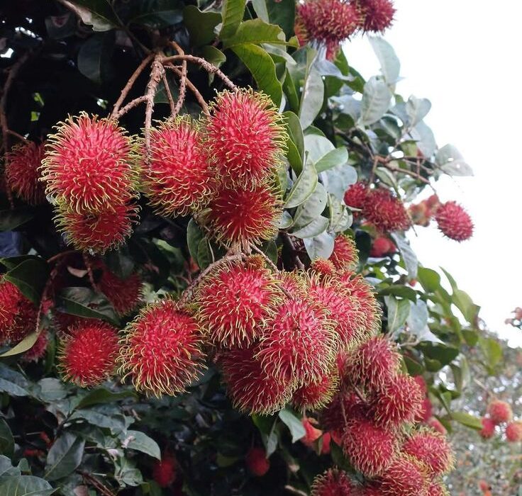 Musim Buah