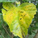Masalah Daun Kuning pada tanaman