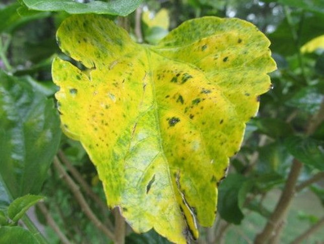 Masalah Daun Kuning pada tanaman
