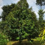 Baja Pokok Durian
