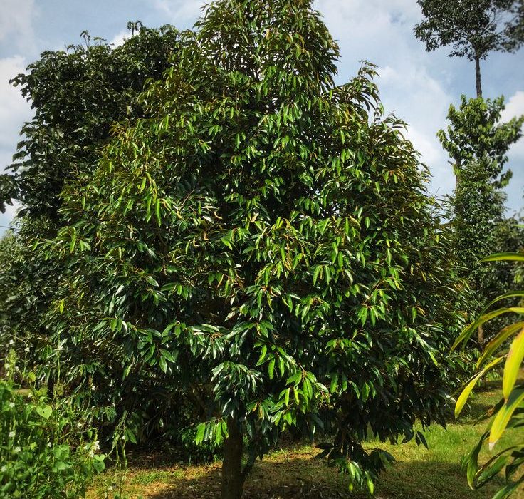 Baja Pokok Durian