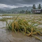 Kesan Monsun pada Padi