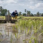 Kesan Waterlogged pada padi