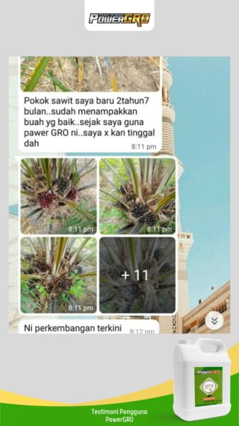 sawit(1)