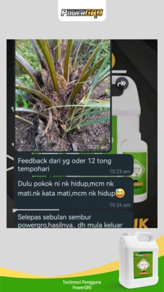 sawit(3)